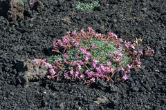 Saponaria sicula