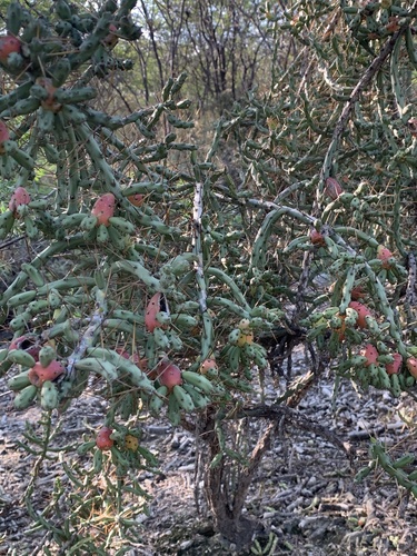 Cylindropuntia caribaea