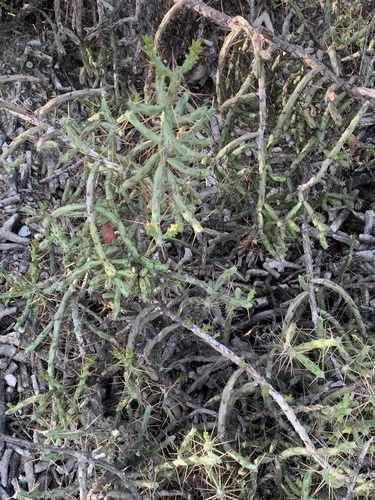 Cylindropuntia caribaea, photograph 3