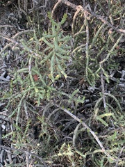 Cylindropuntia caribaea, photograph (c) Dairon Cuevas Riveras, some rights reserved (CC BY-SA)
