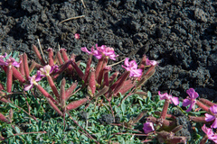Saponaria sicula