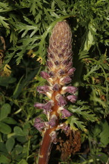 Orobanche pubescens