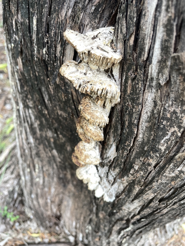 Fomitopsis juniperina · April 2026 · photo: © nathanmayflower (iNaturalist, cc-by)