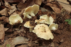 Lactifluus foetens