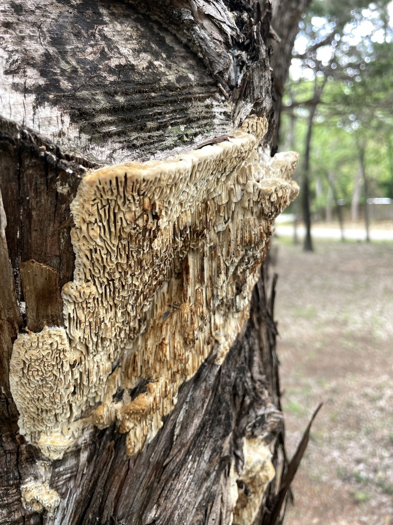 Fomitopsis juniperina · April 2026 · photo: © nathanmayflower (iNaturalist, cc-by)