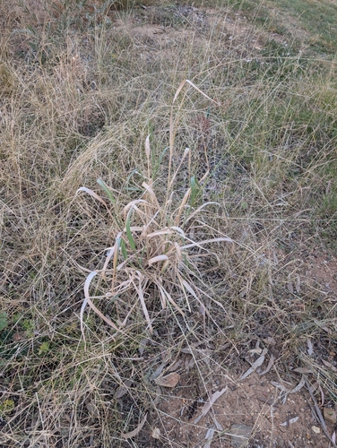 Panicum decompositum observed 2026-04-29
