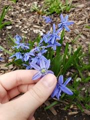 Scilla siberica