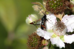 Synanthedon formicaeformis