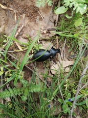 Carabus impressus