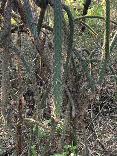 Harrisia divaricata, photograph 4