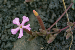 Saponaria sicula