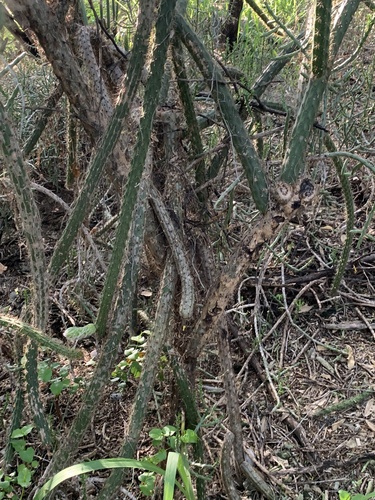 Harrisia divaricata, photograph 5