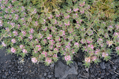 Astragalus siculus