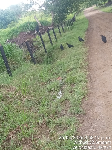 Black Vulture