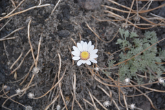 Anthemis aetnensis