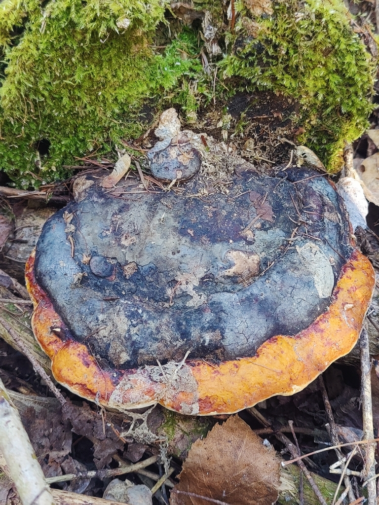 Fomitopsis mounceae · April 2026 · photo: © jadedgemstone (iNaturalist, cc-by)