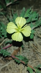 Oenothera pubescens
