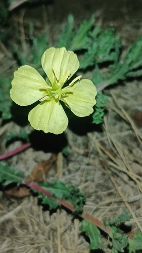 Oenothera pubescens, photograph 2