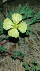 Oenothera pubescens, photograph (c) Eduardo Manuel Quiroz Lozano, some rights reserved (CC BY)