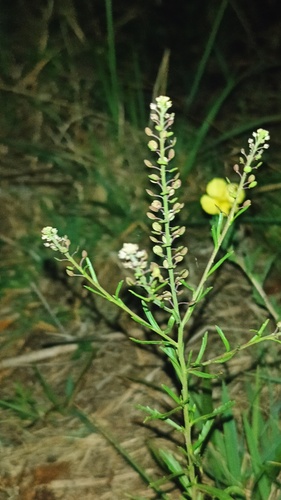 Oenothera pubescens, photograph 3