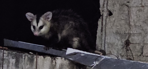White-eared Opossum