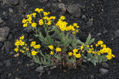 Senecio aetnensis