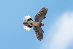 Laughing Dove photo 5
