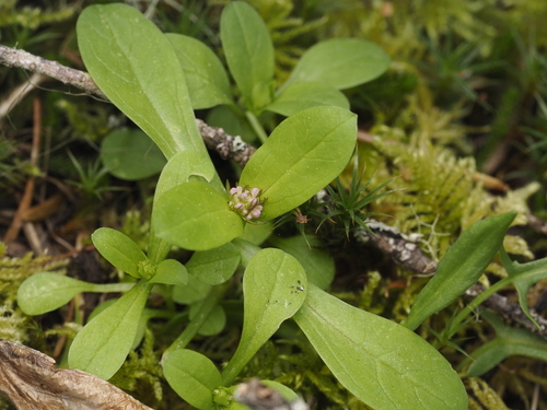 Plectritis congesta