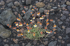 Anthemis aetnensis