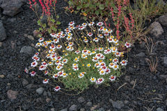 Anthemis aetnensis