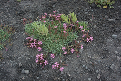 Saponaria sicula