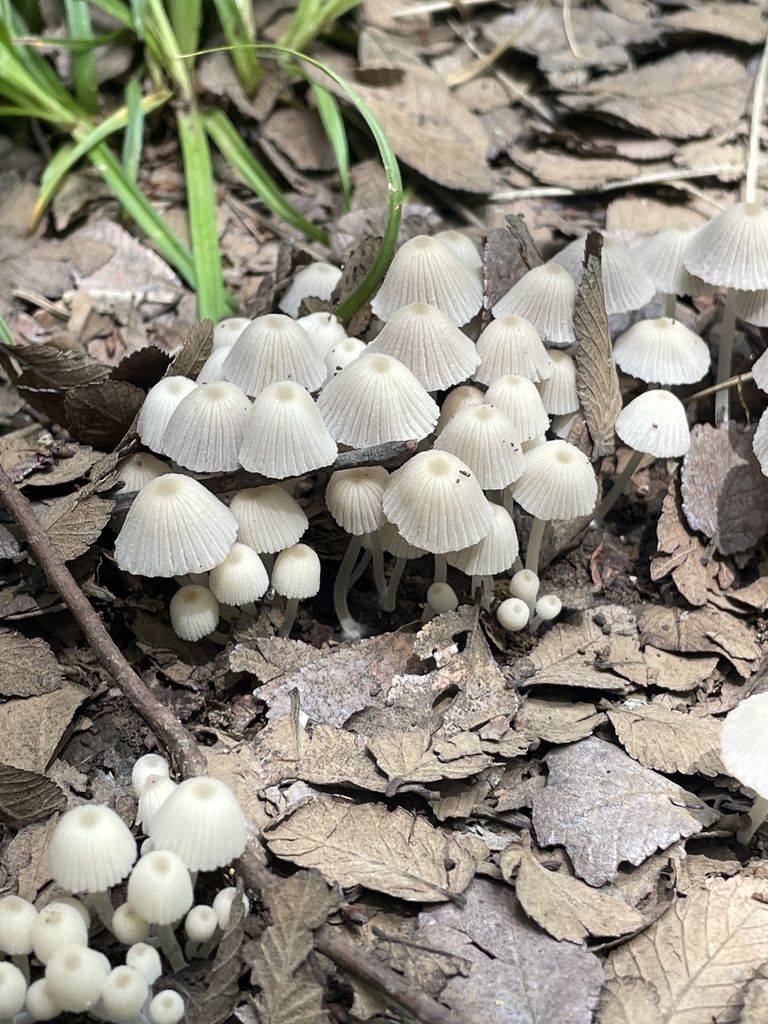 Coprinellus disseminatus · April 2026 · photo: © nathanmayflower (iNaturalist, cc-by)