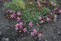 Saponaria sicula