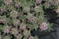 Astragalus siculus