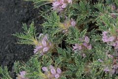 Astragalus siculus