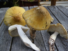 Tricholoma arvernense