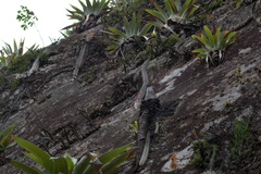 Cleistocactus colademononis