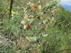 Onobrychis viciifolia
