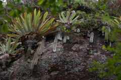 Cleistocactus colademononis