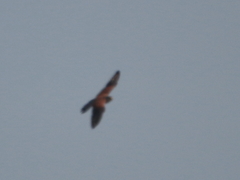 Falco tinnunculus
