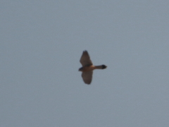 Falco tinnunculus