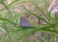 Satyrium sylvinus