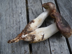 Rhodocollybia oregonensis