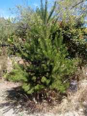 Pinus cembroides lagunae