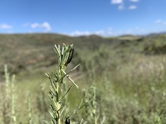 Trirhabda sericotrachyla