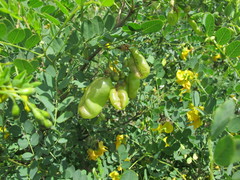 Colutea