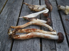 Rhodocollybia oregonensis