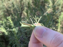 Trirhabda sericotrachyla