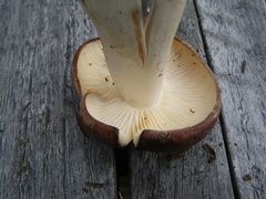 Rhodocollybia oregonensis