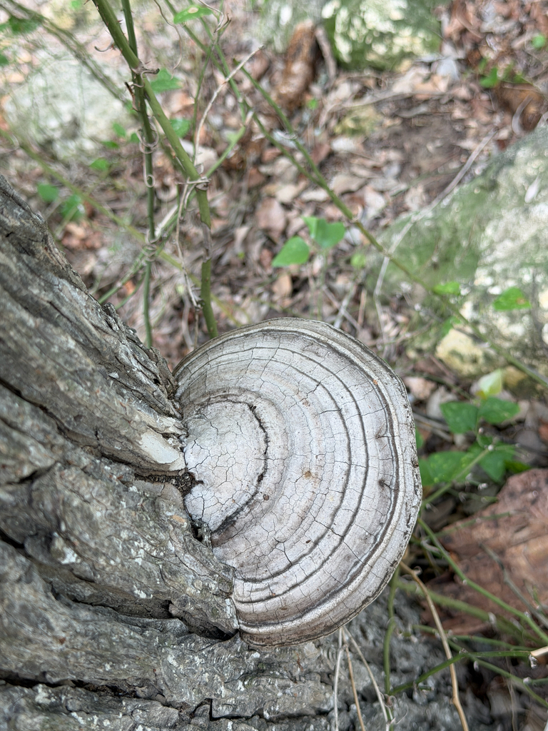 Fomes fasciatus · April 2026 · photo: © idclaire (iNaturalist, cc-by)